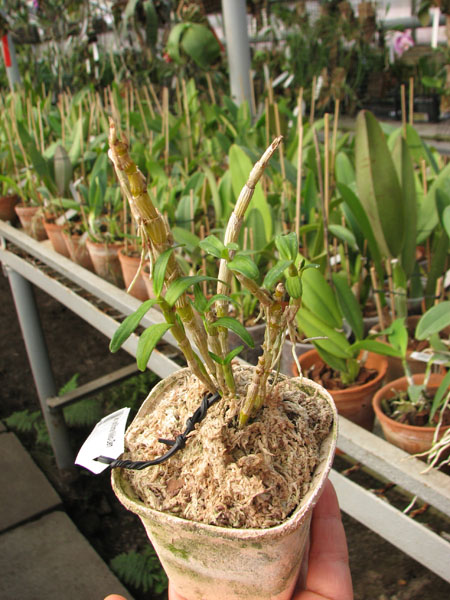 Dendrobium moniliforme Nikko-Den.jpg
