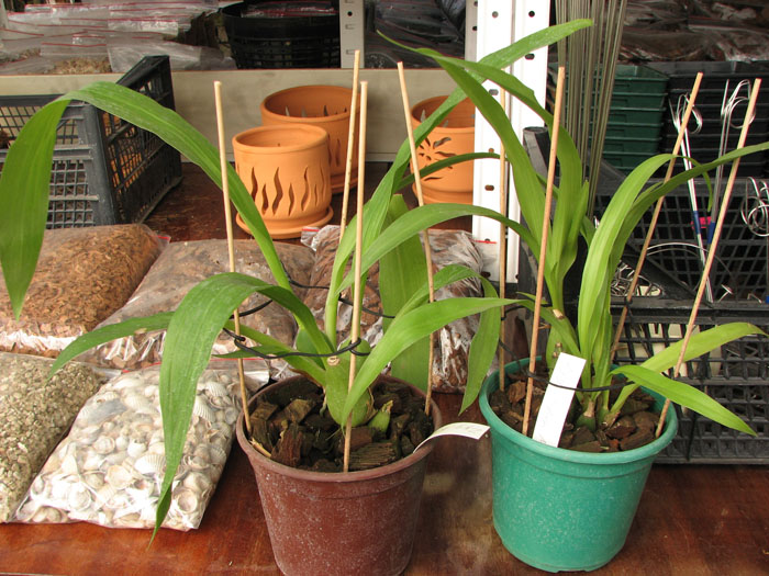 Zygopetalum 'Rhein Moonlight'.jpg