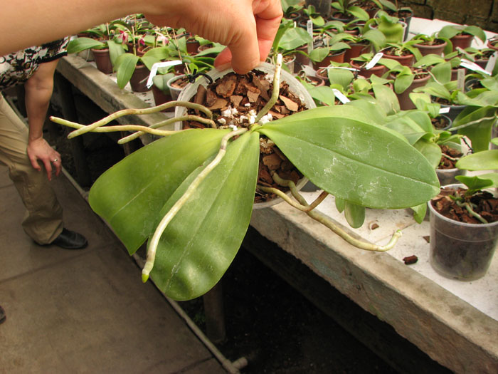 Phalaenopsis amboinensis red spot type.jpg