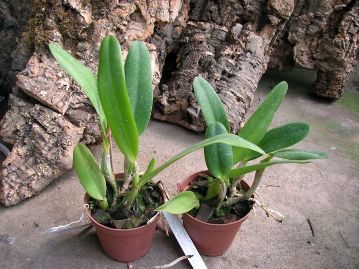 Laeliocattleya Gaskell - Pumila 'Azure Star'.JPG
