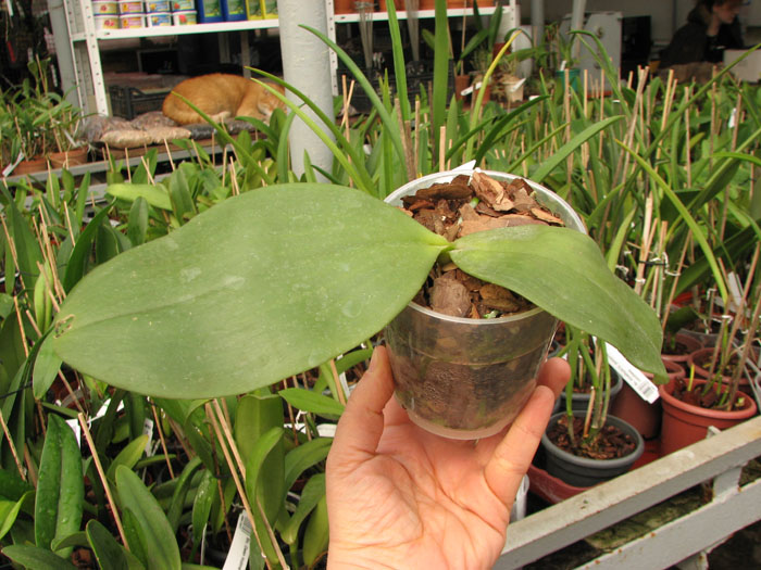 Phalaenopsis Jade Gold (gigantea x venosa).jpg