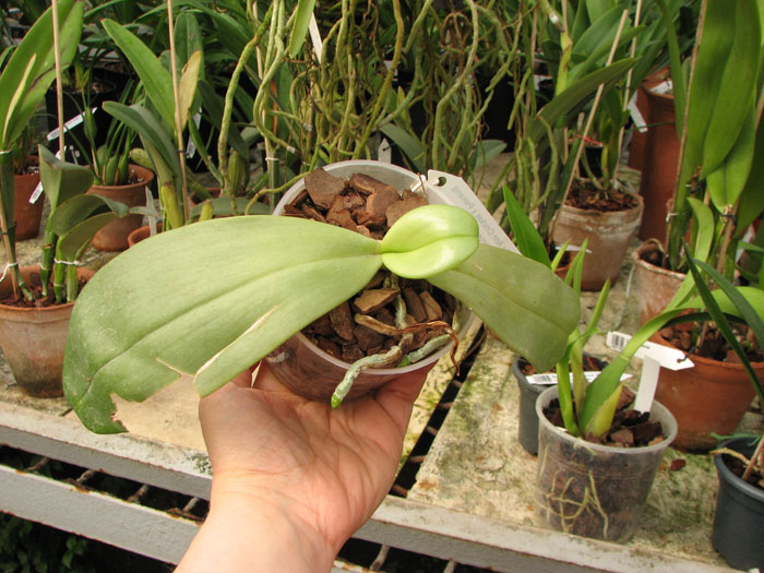 Phalaenopsis (Su Ann Cricket x Penang Jewel) x gigantea.jpg