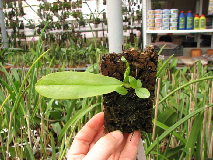 Phalaenopsis violacea alba.jpg