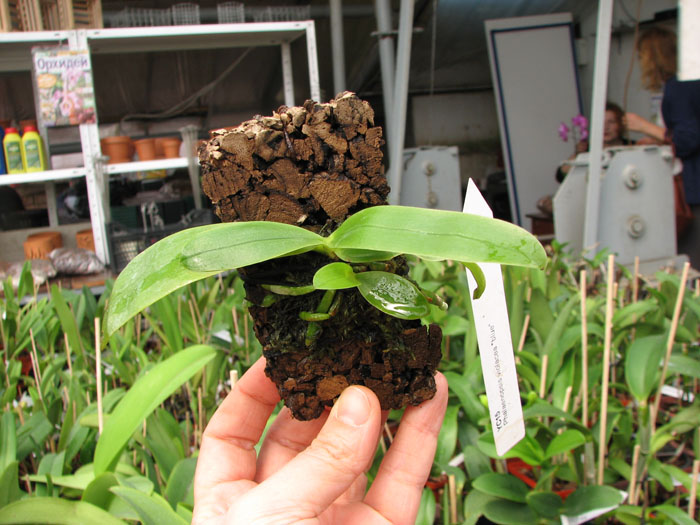 Phalaenopsis violacea 'Blue'.jpg