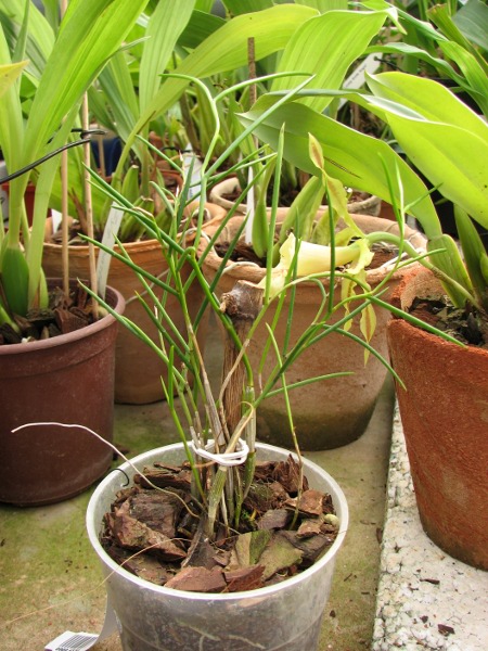 Dendrobium carinatum.JPG