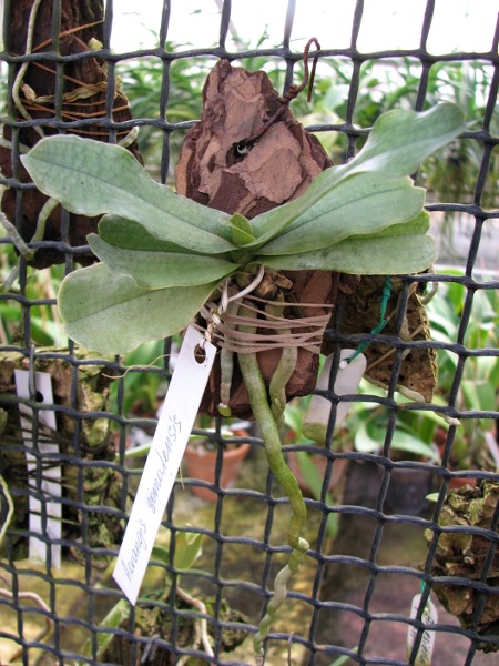 Aerangis somalensis.JPG