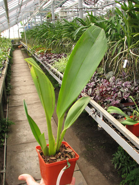 Maxillaria striata.jpg