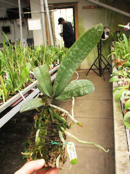 Phalaenopsis schilleriana.jpg