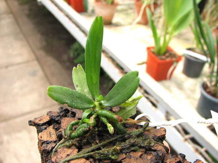 Aerangis rhodosticta.jpg