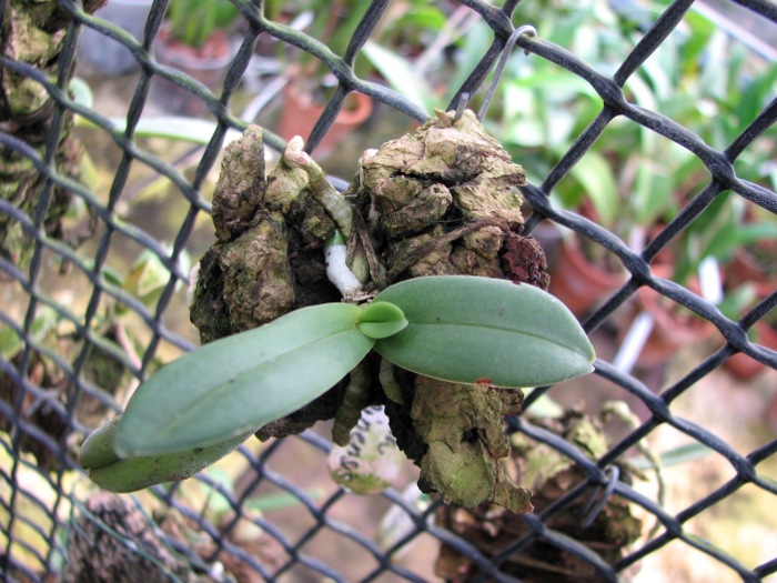 Amesiella philippinensis.JPG
