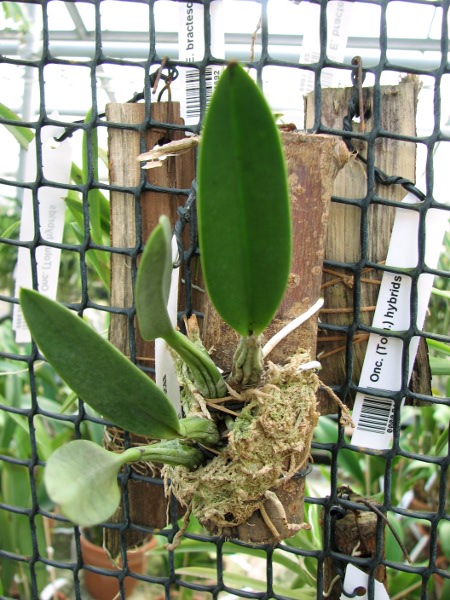 Laelia furfuracea.JPG