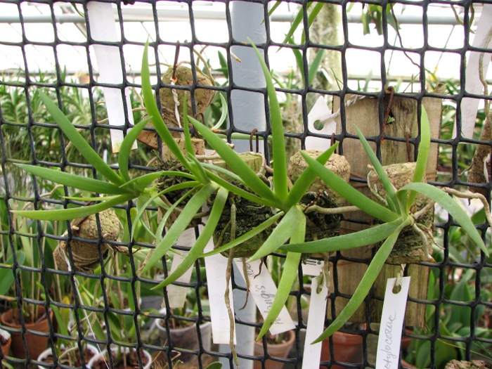 Podangis dactyloceras.JPG