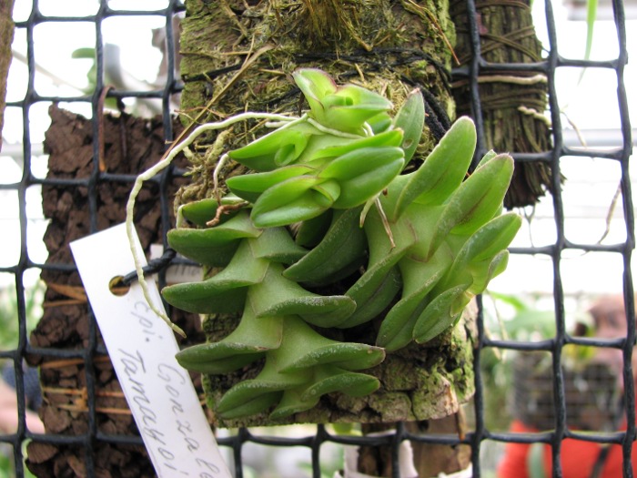 Epidendrum Gonzalez Tamayoi.JPG