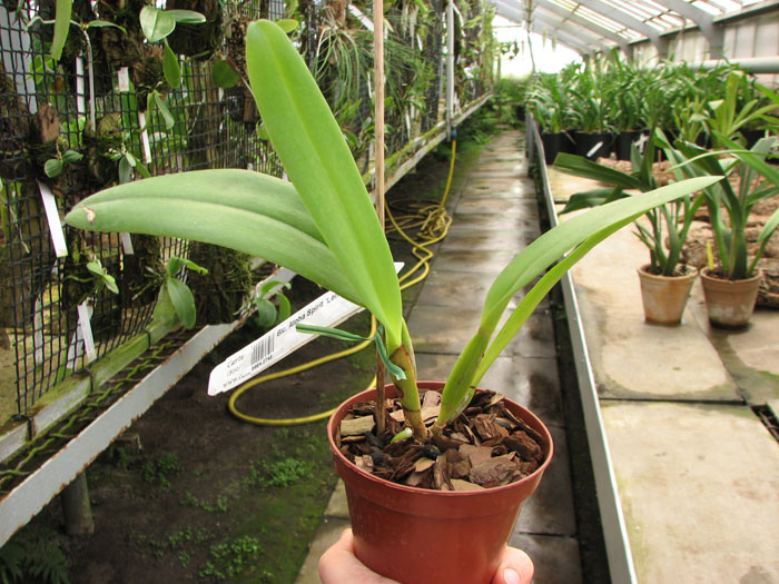 Brassolaeliocattleya Aloha Spirit 'Lenette'.jpg