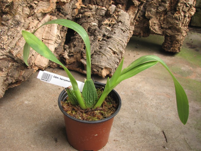 Odontoglossum harryanum.JPG