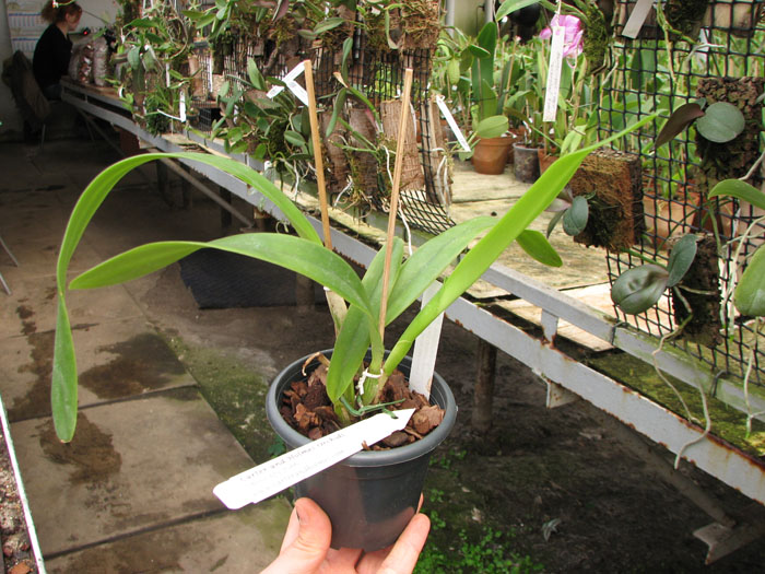 Laeliocattleya Bella var rubra.jpg