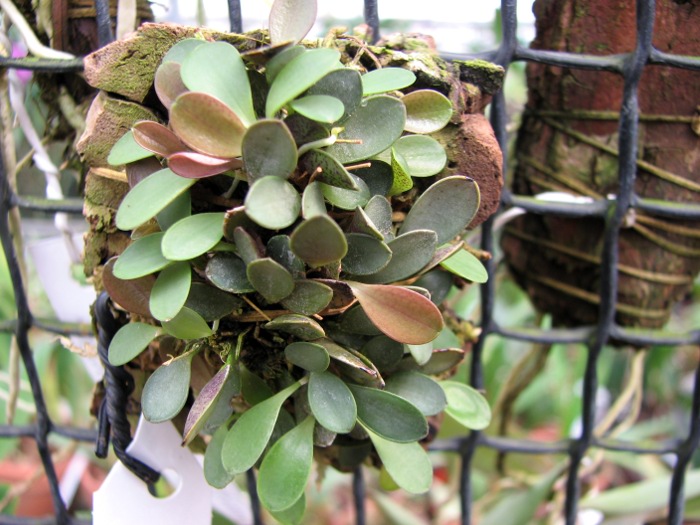 Pleurothallis grobyi.JPG