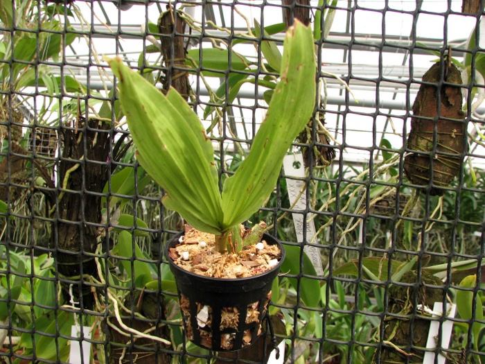 Paphinia cristata.JPG