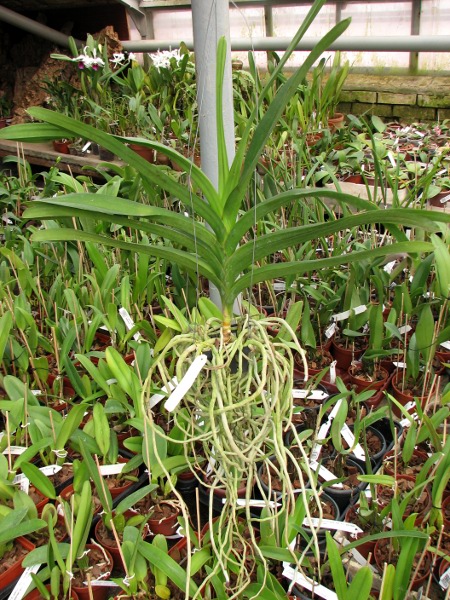 Vanda Manuvadee x Vanda Dr. Anek.JPG