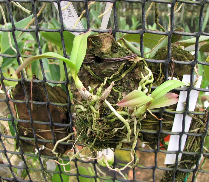 Barkeria naevosa x Barkeria halbingerii.JPG