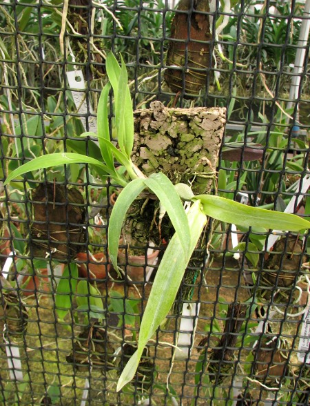 Prosthechea vitellina.JPG