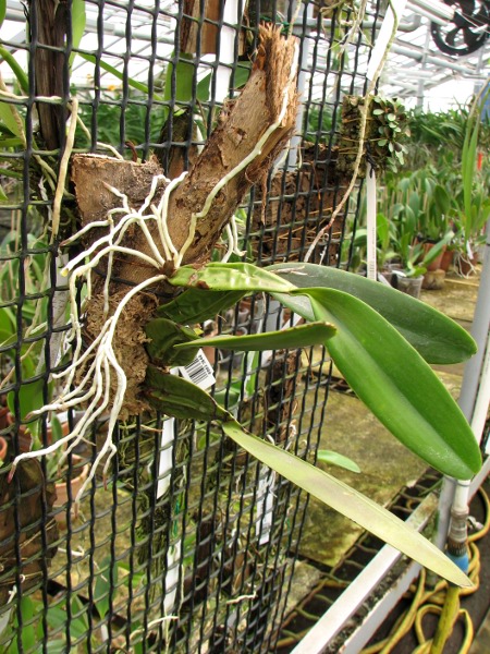 Laelia rubescens.JPG