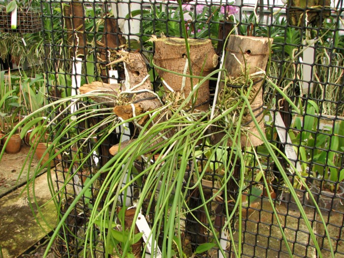 Brassavola cucullata.JPG