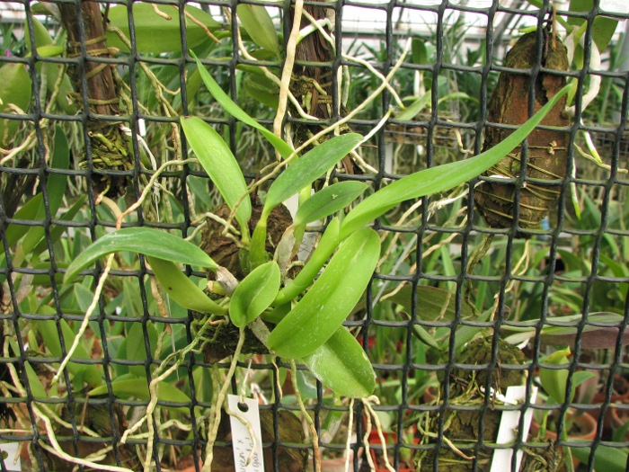 Laelia pumila tipo 'Ruby Queen' x Laelia pumila tipo 'Madrugada' (Z-15).JPG