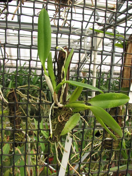 Laelia praestans 'Black Lip' XXX x Laelia praestans 'Daniel' XXX.JPG