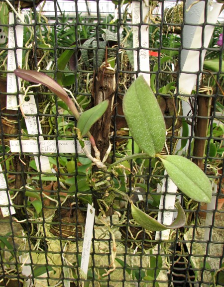 Cattleya kerrii 'Itapebí' x Cattleya kerrii 'Bahia'.JPG