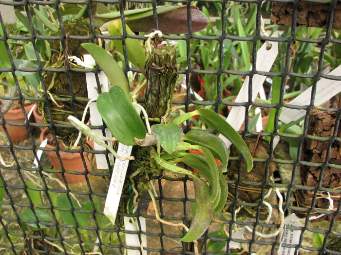 Laelia alaori escura II x Laelia alaori escura I.JPG