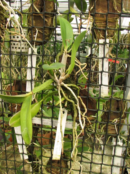 Laelia pumila amoena 'AWZ' х Laelia pumila alba 'HI'.JPG