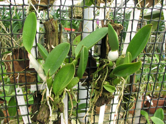 Laelia sincorana XXXX x Laelia sincorana coerulea.JPG