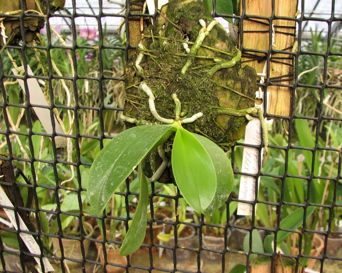 Phalaenopsis hieroglyphica.JPG