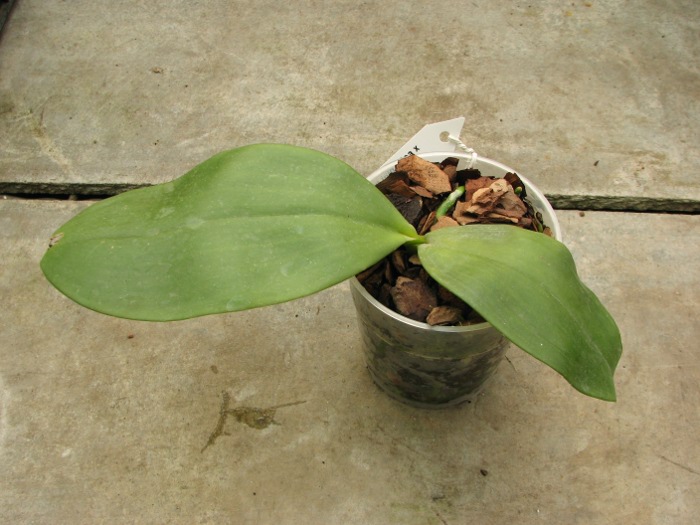 Phalaenopsis Jade Gold (gigantea x venosa).JPG