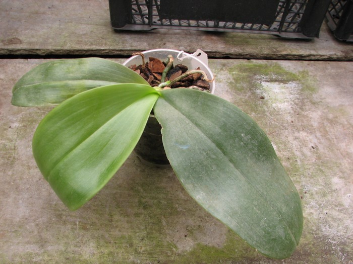 Phalaenopsis gigantea x mariae.JPG