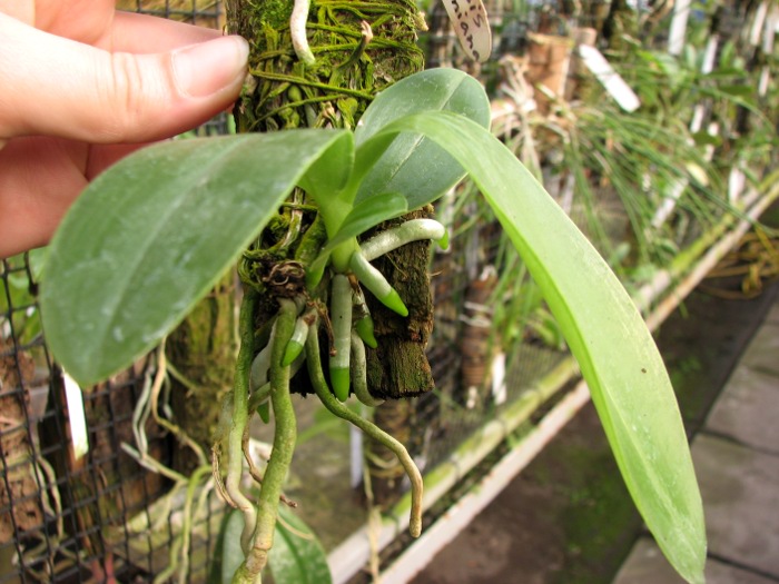 Phalaenopsis lueddemanniana.JPG