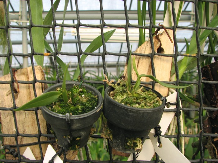 Oncidium coloratum.JPG