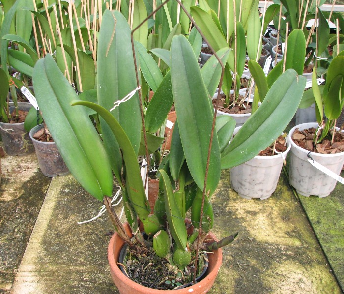 Brassolaeliocattleya Pamela Hetherington.JPG