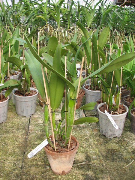 Laeliocattleya Hsinying Pub 'Albo Sanguinea' (purpurata x Batagesi).JPG