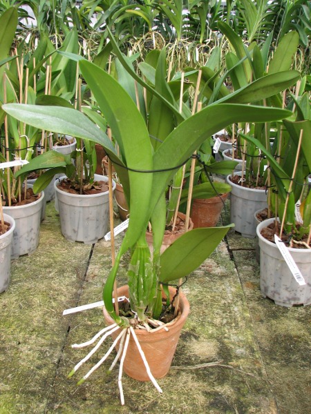 Laeliocattleya Coastal Concept 'Tokyo' (L.anceps x C. Stephen Oliver Fourak).JPG
