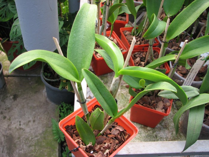 Cattlianthe Sagarik Wax 'Dark Africa' (Cattleya Summerland Girl x Cattlianthe Chocolate Drop).JPG
