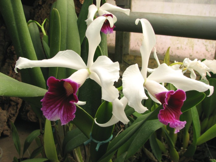 Laelia purpurata.JPG