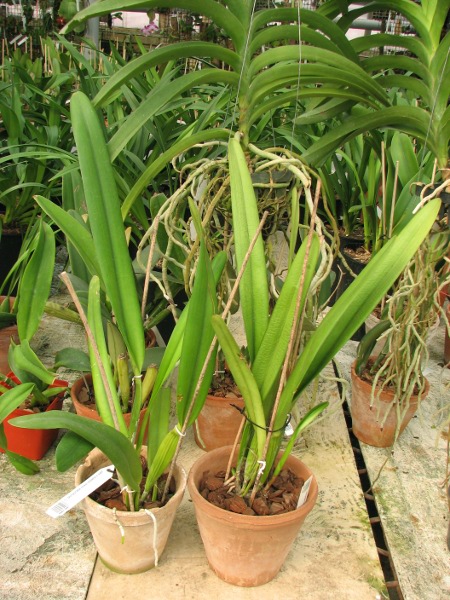 Laelia purpurata roxo-violeta x self.JPG