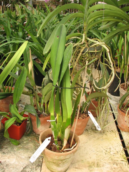 Laelia purpurata carnea (dark lip x St. Nicolau).JPG