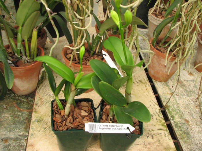Cattlianthe White Bridal 'Yuki' (Cattleya Angelwalker x Cattlianthe Candy Tuft).JPG