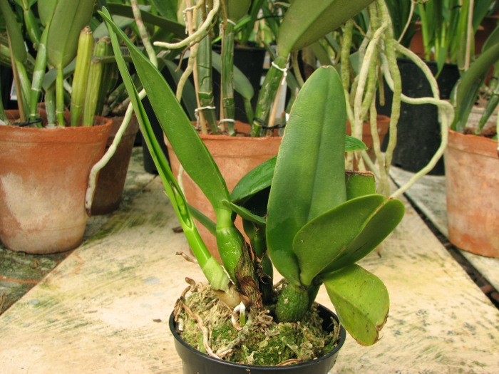 Sophrolaeliocattleya Little Hazel 'M' (Slc. Hazel Boyd x Sl. Psyche).JPG