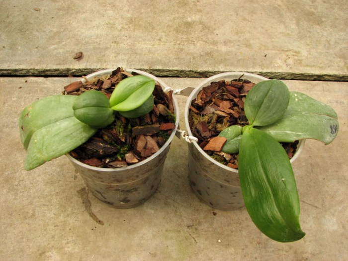 Phalaenopsis Auspice Knight 'Malayan'.JPG