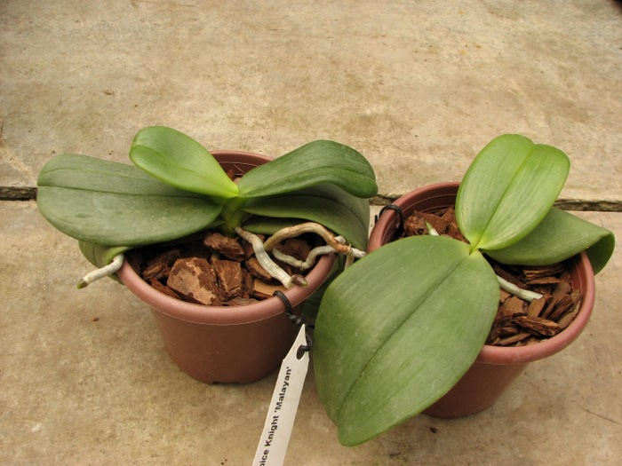 Phalaenopsis Auspice Knight 'Malayan'.JPG