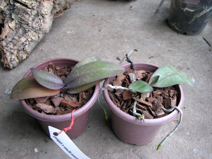Phalaenopsis stuartiana (green x yellow).JPG